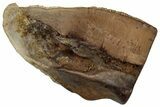 Fossil Triceratops Shed Tooth - Montana #352062-1
